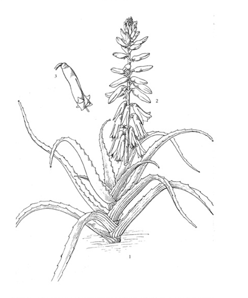 Natural compounds from  Aloe vera